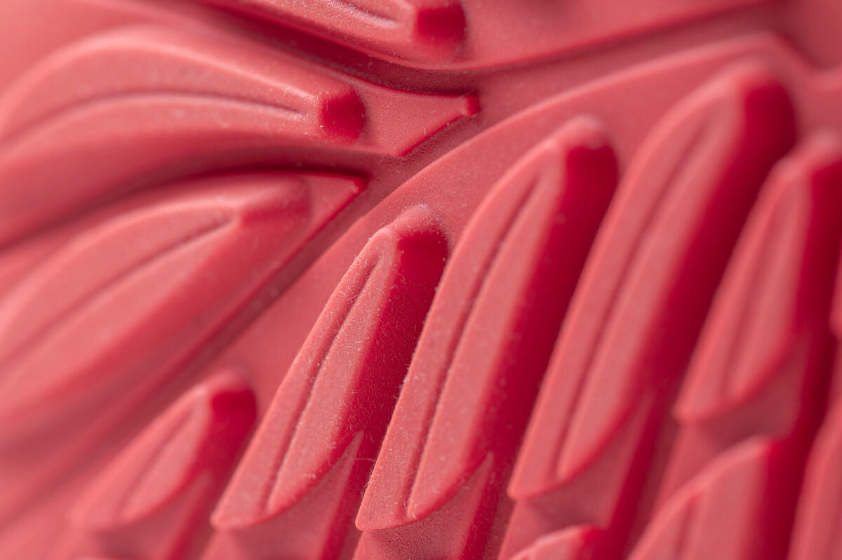 Ranidae coral