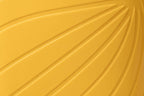 Ranidae yellow