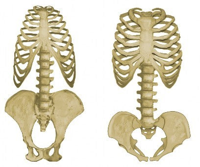 Skeleton1